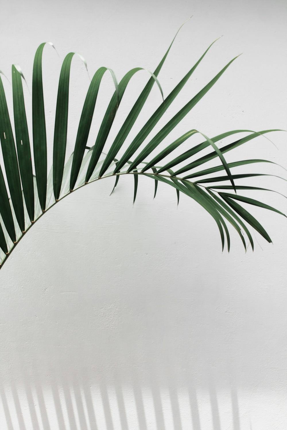 A palm frond against a sunlit white wall